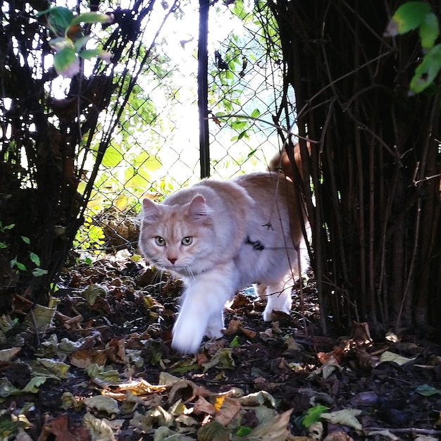 Foto gato caminando por el campo