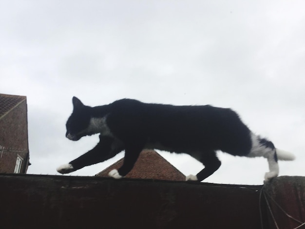 Foto gato caminando contra el cielo