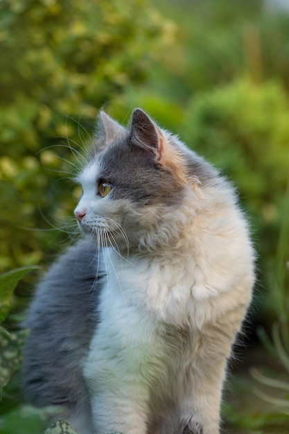 Gato caminando en un hermoso jardín con flores Retrato de gato en hierba verde de verano Gatito caminando en la hierba