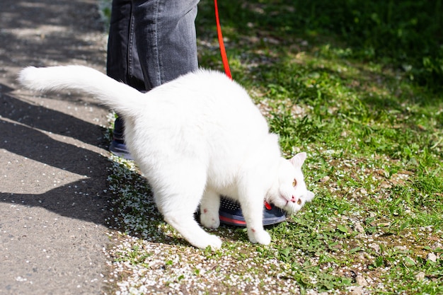 Gato caminando en el parque con arnés