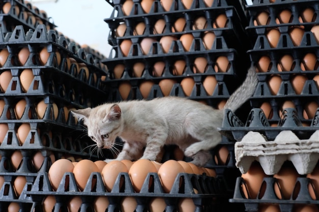 Foto un gato caminando sobre cajas de huevos.