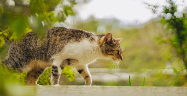 Un gato caminando sobre una repisa.