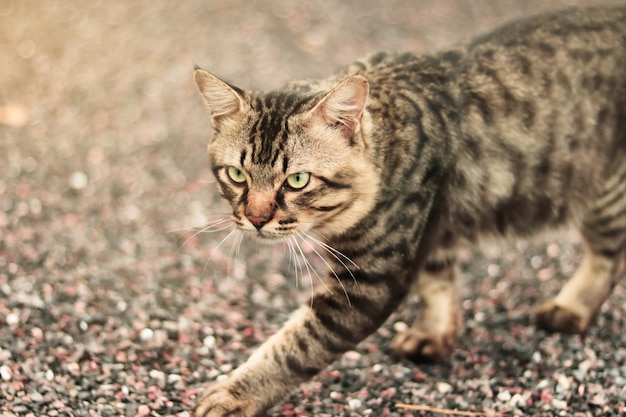 gato caminando en el suelo con espacio de copia