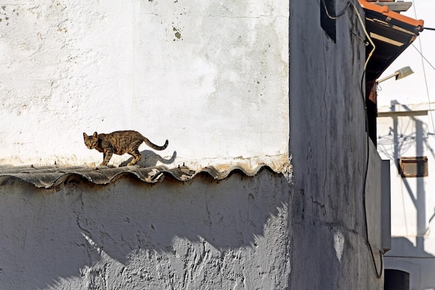 Gato caminando en el techo