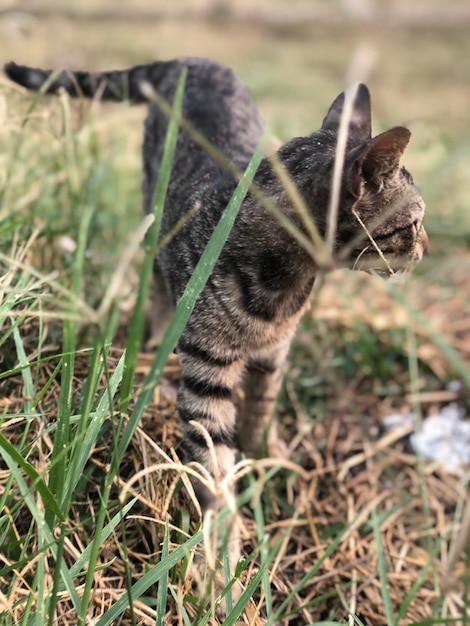 Foto gato caminhando em um campo