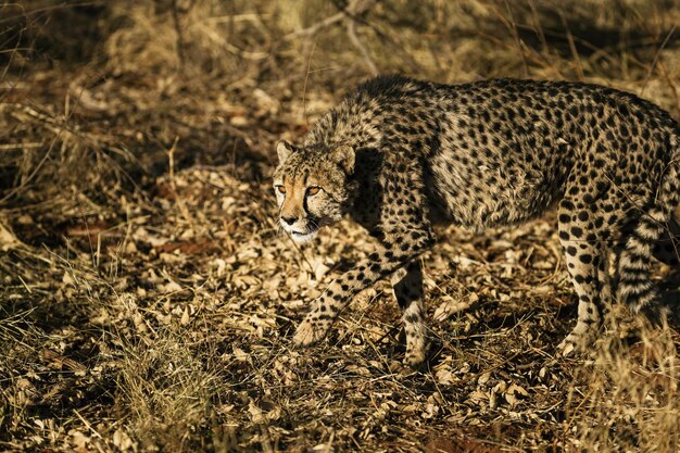 Foto gato caminhando em um campo