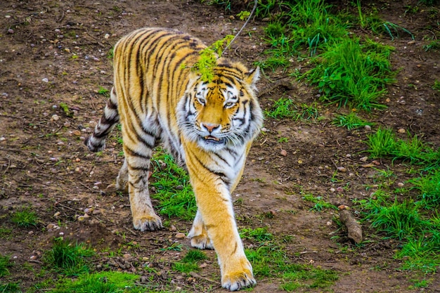 Foto gato caminhando na floresta