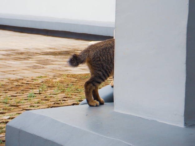 Gato caminhando na parede