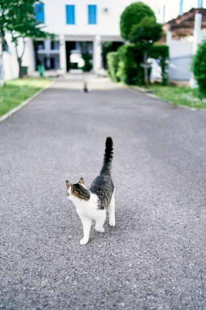 Gato caminhando no asfalto contra o fundo de um grande edifício de árvores e arbustos