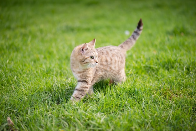 Gato caminhando no campo