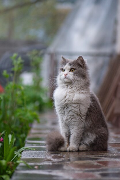 Gato en el camino del jardín. Gatito sentado en las flores en un jardín. Gato gris esponjoso se sienta en flores. Gato en el sendero.