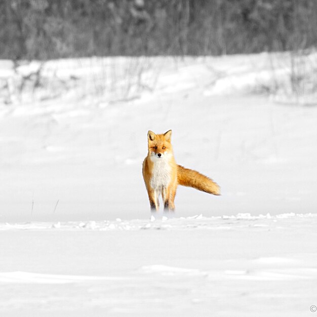 Foto gato en el campo cubierto de nieve