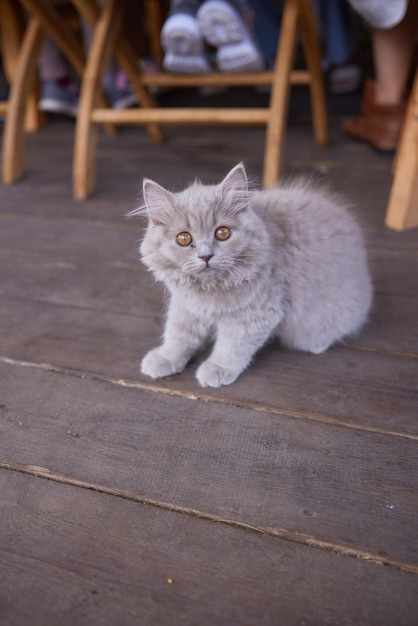 gato de campo gris sentado debajo de la mesa