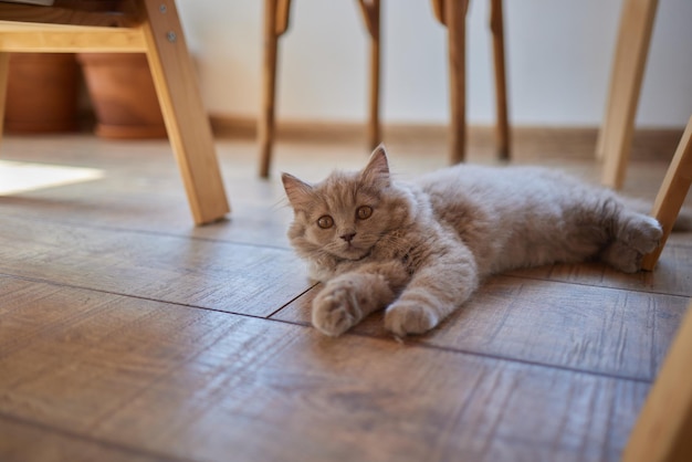 gato de campo gris sentado debajo de la mesa