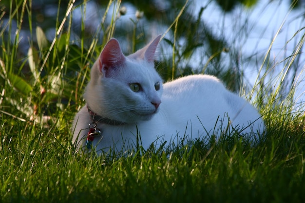 Foto gato en el campo de hierba