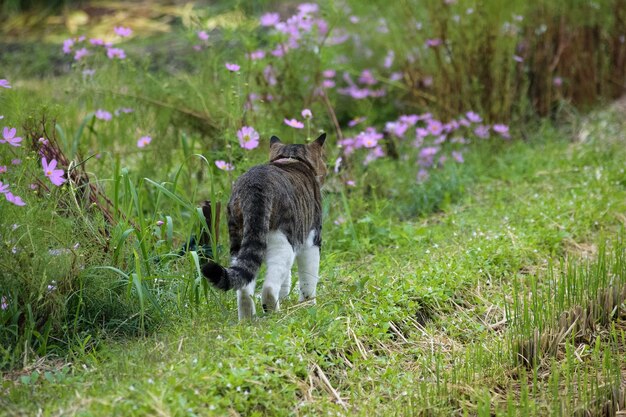 Gato en el campo de hierba