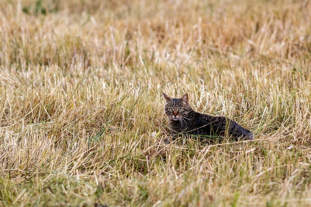 Un gato en un campo de trigo cortado.