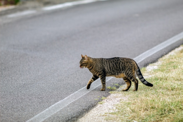 Un gato en un campo de trigo cortado.