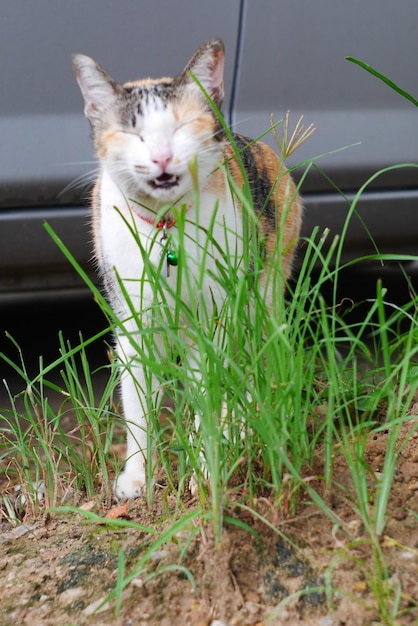 Foto gato en un campo