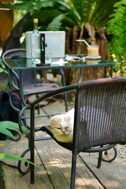 Foto gato en la canasta en la mesa