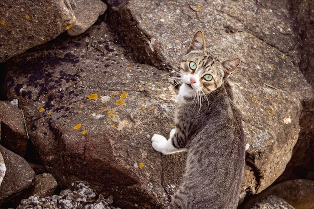 El gato canoso que camina sobre las rocas gira la cabeza para mirar a la cámara