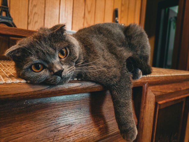 Foto gato cansado