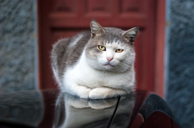 Gato en el capó del coche relajado.