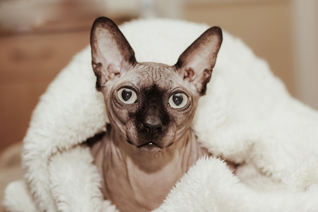 Gato careca da raça canadense Sphynx coberto com um chicote