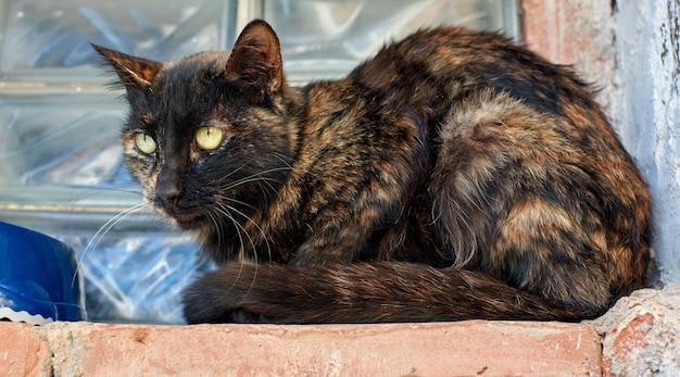 Un gato carey sin hogar cerca de una ventana con cara de tristeza