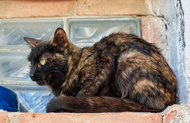 Un gato carey sin hogar cerca de una ventana con cara de tristeza