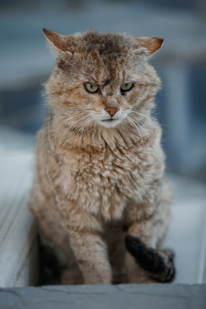 Foto gato carrancudo na rua