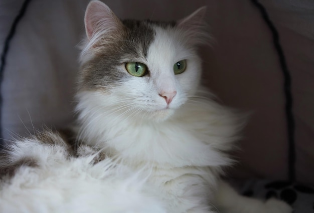 Gato en casa de gato en el suelo mirando a la derecha