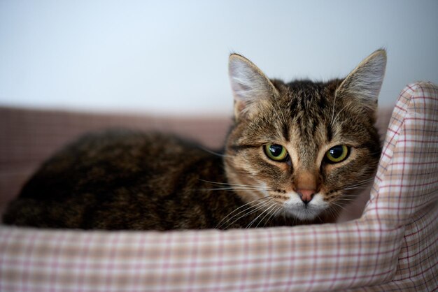 Gato en casa de gatos en el piso mirando a la derecha