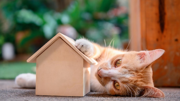 Gato con casa de madera. Auto-cuarentena y quedarse en casa durante Covid-19. Encantadora mascota en el jardín con juguete. Quédese en casa, manténgase seguro y el concepto de distanciamiento social.