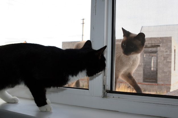 Gato de casa negro y un gato siamés afuera mirándose el uno al otro