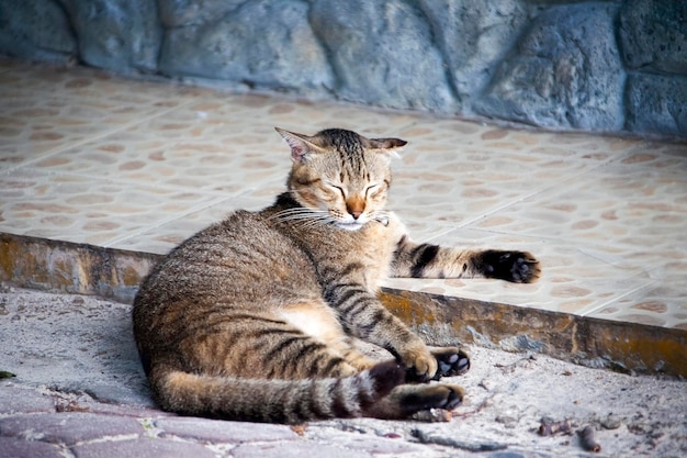 Gato con cascabeles alrededor del cuello durmiendo en la acera