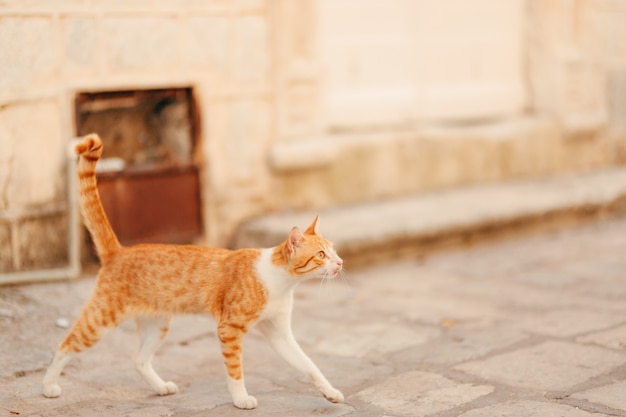 Gato en el casco antiguo