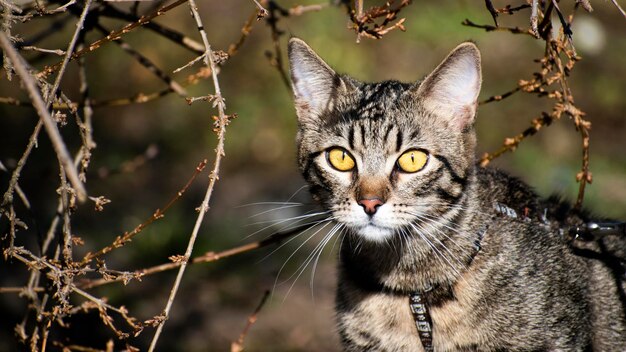 Gato casero al aire libre