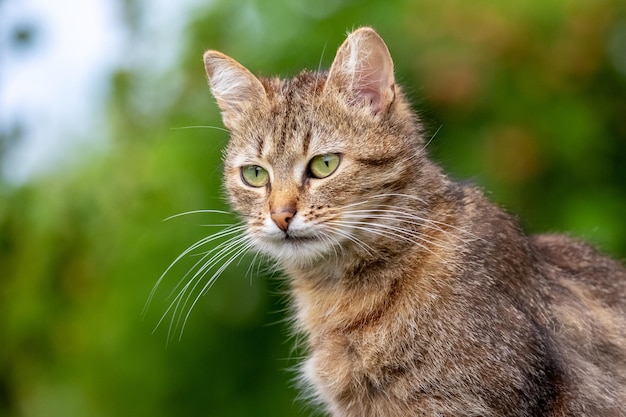 Gato castanho com um olhar atento no jardim contra um fundo borrado um retrato de gato