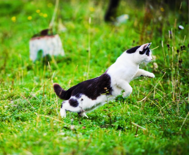Gato de caza saltando a través de la hierba