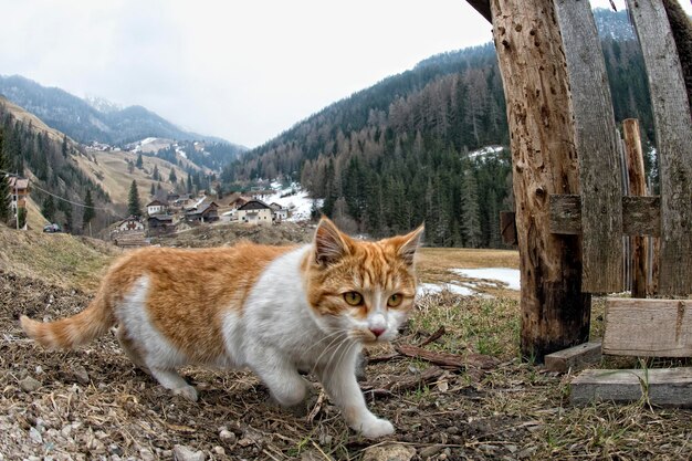 Foto gato cazando en la hierba