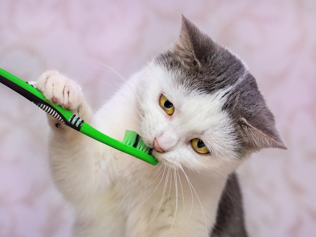 Gato con un cepillo de dientes en la boca. Lavando los dientes