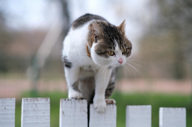 el gato esta en la cerca gato enojado el gato vio a otro gato