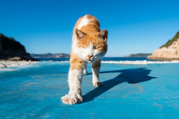 gato cerca del mar yoga y relajación