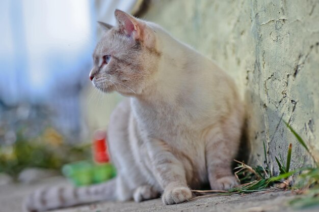 Un gato cerca de un muro de hormigón mira a lo lejos.