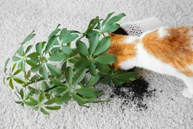 Gato cerca de la planta de la casa volcada sobre una alfombra ligera