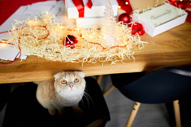 Foto gato cerca de regalo de navidad envolviendo caja blanca de regalo de navidad con una cinta roja, decoración festiva en la mesa, mascotas caseras.