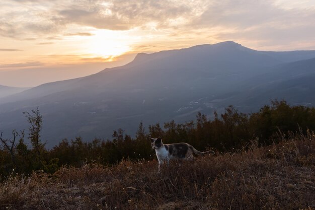 Gato cerca de las rocas Demerdzhi al atardecer