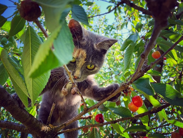 Foto el gato y las cerezas