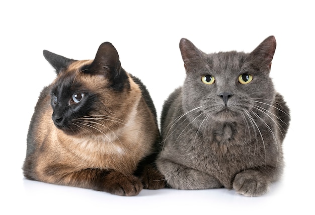 Gato chartreux y gato siamés